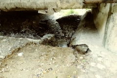 bistrita-24-sept-2019-233-Copy