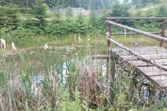 IMG_20170709_170632 (Copy)