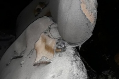 26855994_569190060097879_40804533_n